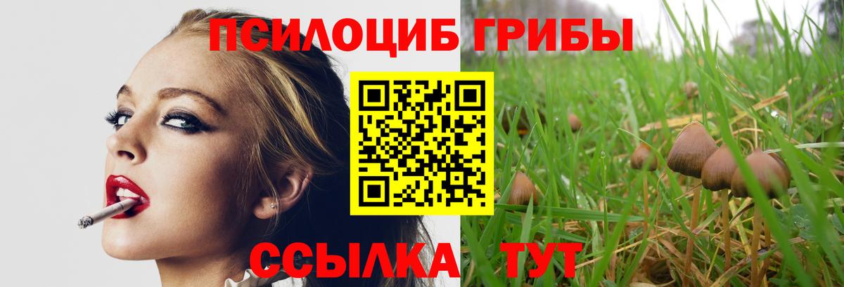 Галлюциногенные грибы Psilocybine cubensis Калач-на-Дону